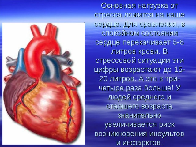 Основная нагрузка от стресса ложится на наше сердце. Для сравнения, в спокойном состоянии сердце перекачивает 5-6 литров крови. В стрессовой ситуации эти цифры возрастают до 15-20 литров. А это в три-четыре раза больше! У людей среднего и старшего возраста значительно увеличивается риск возникновения инсультов и инфарктов.