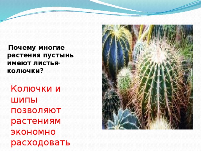 Почему многие растения пустынь имеют листья- колючки? Колючки и шипы позволяют растениям экономно расходовать влагу.