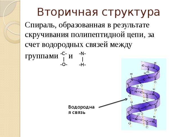 Вторичная структура Спираль, образованная в результате скручивания полипептидной цепи, за счет водородных связей между группами и -C-  | -O- -N-  | -H- Водородная связь