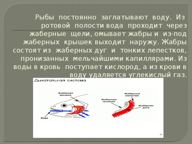 Дыхательная Система У Рыб" - Начальные Классы, Презентации