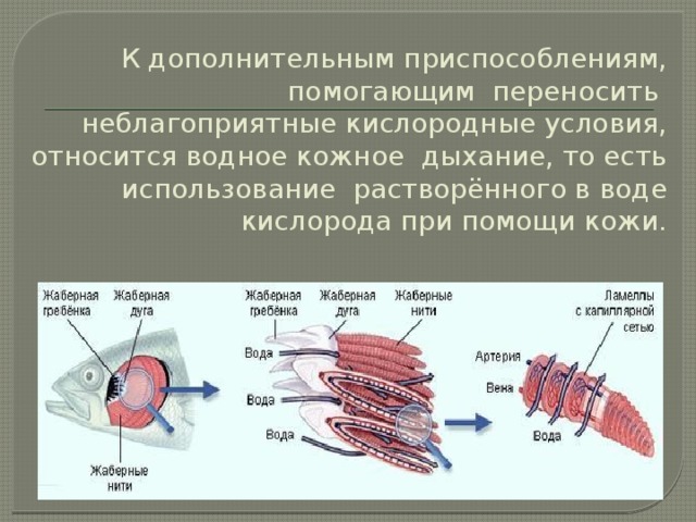 К дополнительным приспособлениям, помогающим переносить неблагоприятные кислородные условия, относится водное кожное дыхание, то есть использование растворённого в воде кислорода при помощи кожи.