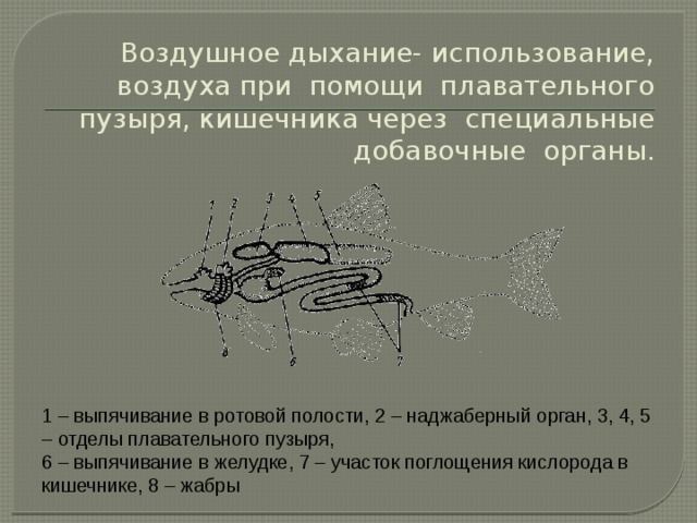 Воздушное дыхание- использование, воздуха при помощи плавательного пузыря, кишечника через специальные добавочные органы. 1 – выпячивание в ротовой полости, 2 – наджаберный орган, 3, 4, 5 – отделы плавательного пузыря, 6 – выпячивание в желудке, 7 – участок поглощения кислорода в кишечнике, 8 – жабры