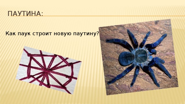 Паутина: . Как паук строит новую паутину?