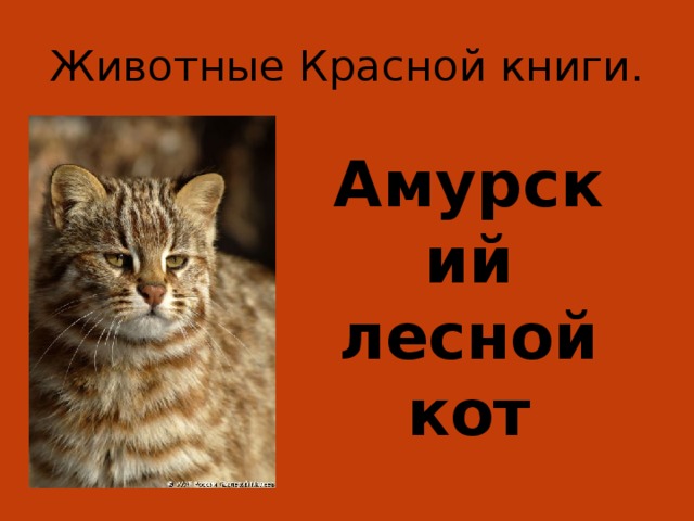 Животные Красной книги. Амурский лесной кот