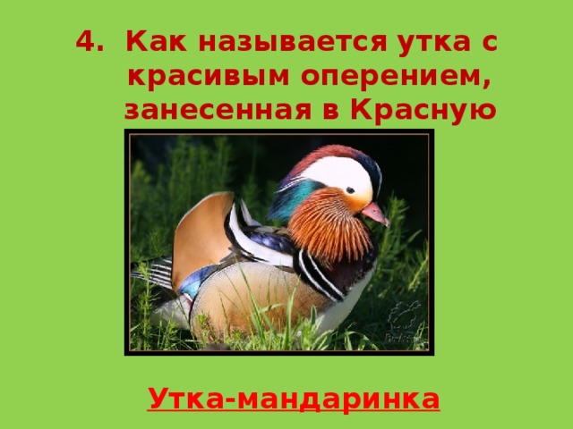 4. Как называется утка с красивым оперением, занесенная в Красную книгу? Утка-мандаринка