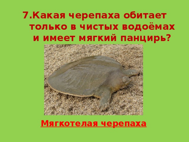 7.Какая черепаха обитает только в чистых водоёмах и имеет мягкий панцирь?    Мягкотелая черепаха
