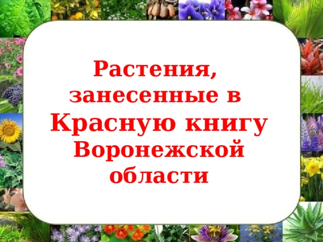 Растения, занесенные в Красную книгу Воронежской области