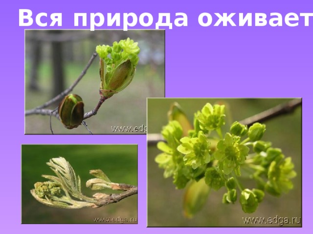 Вся природа оживает