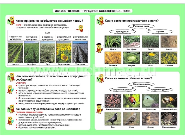 Болотом называют избыточно увлажнённые участки суши, но без сплошного зеркала воды на поверхности и со слоем торфа не менее 30 см .