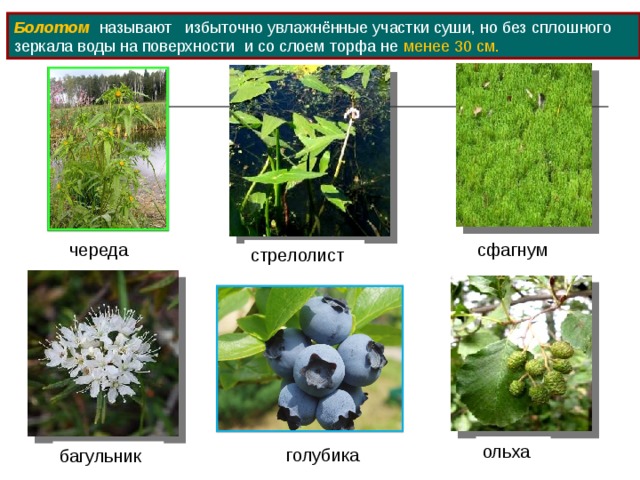 Болотом  называют избыточно увлажнённые участки суши, но без сплошного зеркала воды на поверхности и со слоем торфа не менее 30 см.  сфагнум череда стрелолист ольха голубика багульник