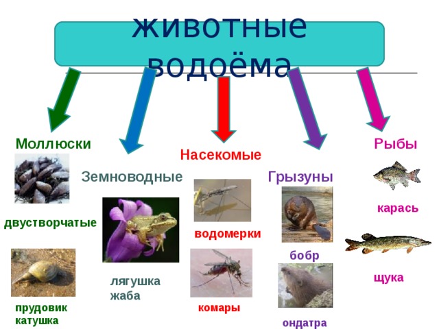 Рыбы обитатели водоемов 2 класс 21 век презентация