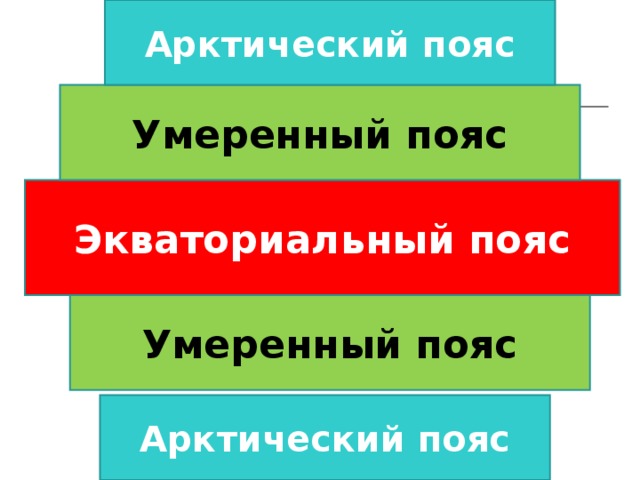 Арктический пояс Умеренный пояс Экваториальный пояс Умеренный пояс Арктический пояс