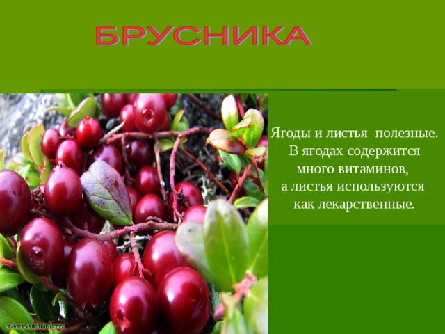 Ягоды и листья полезные. В ягодах содержится много витаминов, а листья используются как лекарственные.