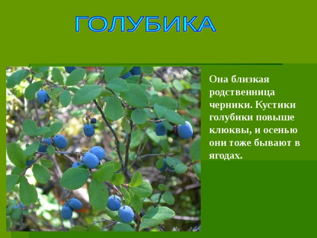 Она близкая родственница черники. Кустики голубики повыше клюквы, и осенью они тоже бывают в ягодах.