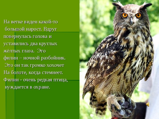 На ветке виден какой-то  большой нарост. Вдруг повернулась голова и уставились два круглых жёлтых глаза. Это филин – ночной разбойник.  Это он так громко хохочет На болоте, когда стемнеет. Филин - очень редкая птица,  нуждается в охране.