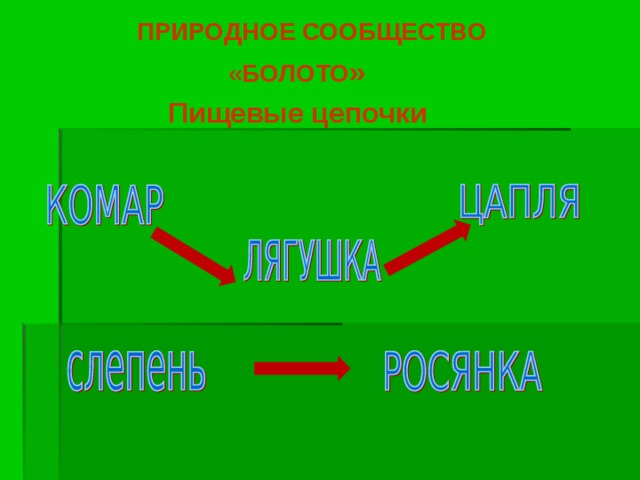 ПРИРОДНОЕ СООБЩЕСТВО  «БОЛОТО »  Пищевые цепочки