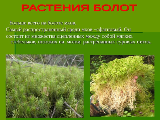 Больше всего на болоте мхов.  Самый распространенный среди мхов –сфагновый. Он  состоит из множества сцепленных между собой мягких стебельков, похожих на мотки растрёпанных суровых ниток.