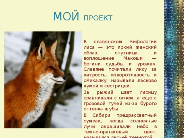 МОЙ ПРОЕКТ В славянском мифологии лиса — это яркий женский образ, спутница и воплощение Макоши — богини судьбы и урожая. Славяне почитали лису за хитрость, изворотливость и смекалку, называли ласково кумой и сестрицей. За рыжий цвет лисицу сравнивали с огнем, а еще с грозовой тучей из-за бурого оттенка шубы. В Сибири предрассветный сумрак, когда солнечные лучи окрашивали небо в темно-оранжевый цвет, назывался лисьей темнотой.