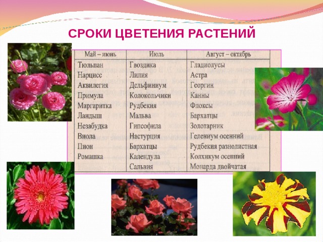 СРОКИ ЦВЕТЕНИЯ РАСТЕНИЙ