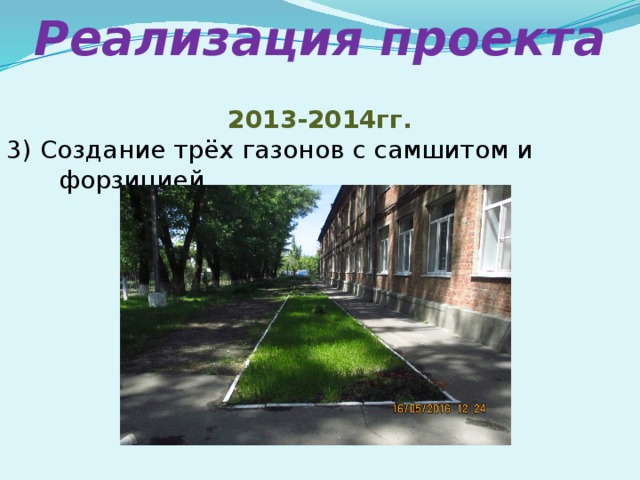 Реализация проекта 2013-2014гг. 3) Создание трёх газонов с самшитом и форзицией.