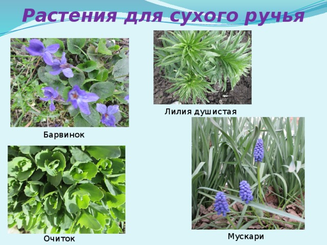 Растения для сухого ручья Лилия душистая Барвинок Мускари Очиток