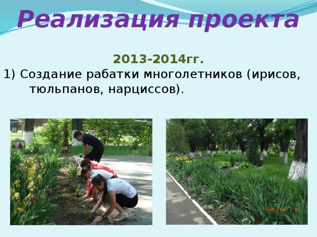 Реализация проекта 2013-2014гг. 1) Создание рабатки многолетников (ирисов, тюльпанов, нарциссов).