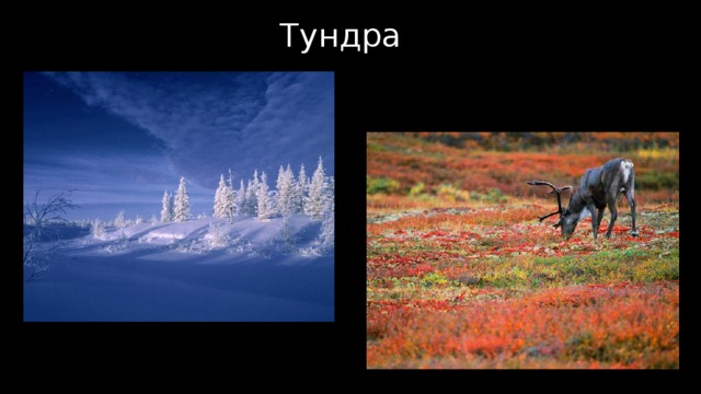 Тундра