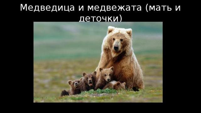 Медведица и медвежата (мать и деточки)