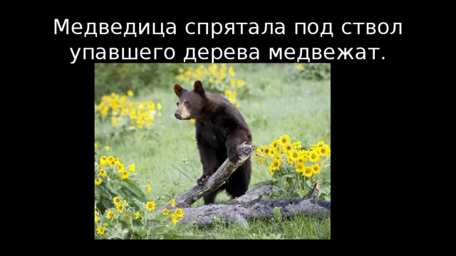 Медведица спрятала под ствол упавшего дерева медвежат.