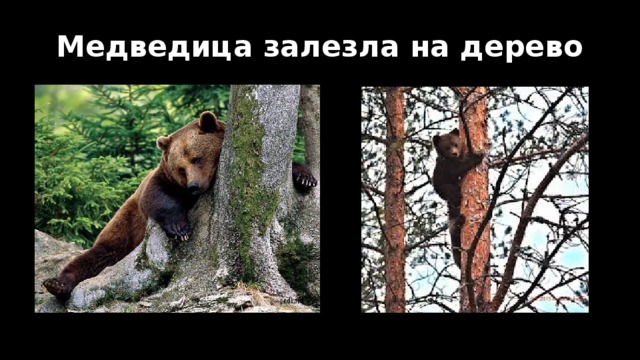 Медведица залезла на дерево