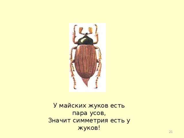 У майских жуков есть пара усов, Значит симметрия есть у жуков!