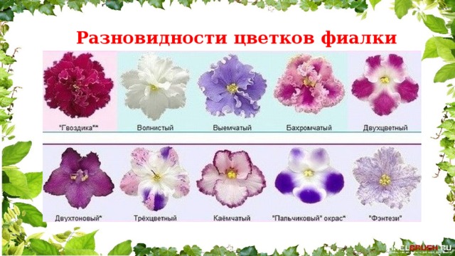 Разновидности цветков фиалки