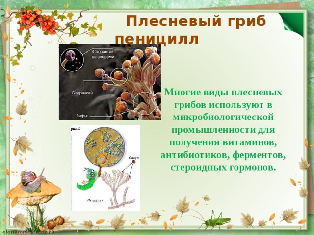 Плесневый гриб пеницилл Многие виды плесневых грибов используют в микробиологической промышленности для получения витаминов, антибиотиков, ферментов, стероидных гормонов.