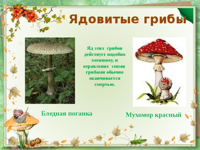 Ядовитые грибы Яд этих грибов действует подобно змеиному, и отравление этими грибами обычно оканчивается смертью. Бледная поганка Мухомор красный