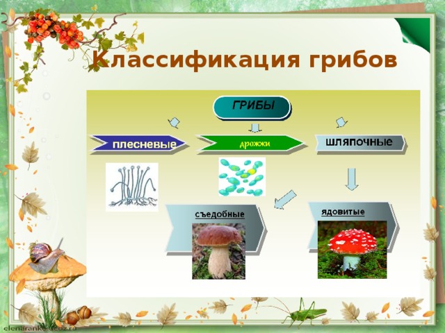 Классификация грибов
