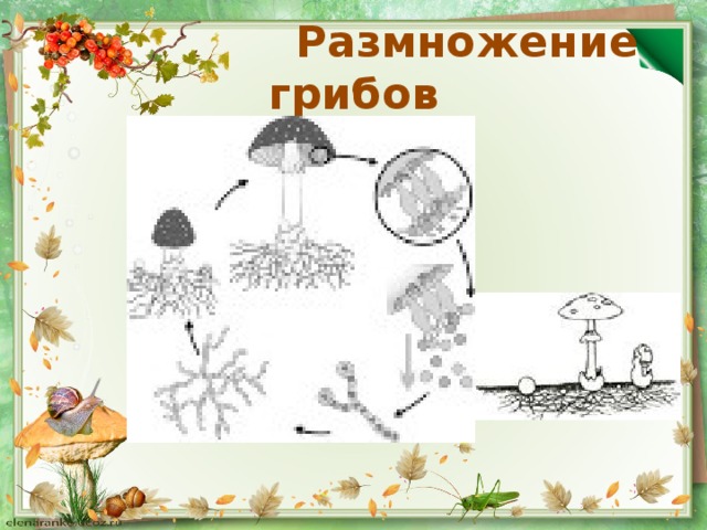 Вегетативные споры грибов. Размножение грибов схема. Споровое размножение грибов. Размножение грибов схема 5 класс биология. Размножение грибов спорами схема.