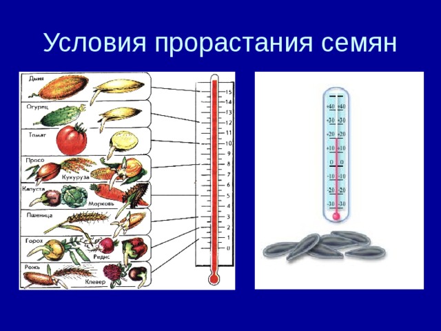 Условия прорастания семян 6 класс биология презентация