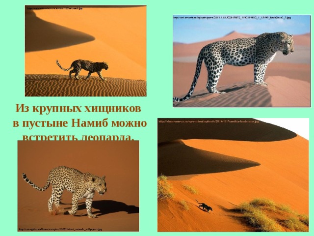 Из крупных хищников в пустыне Намиб можно встретить леопарда. 