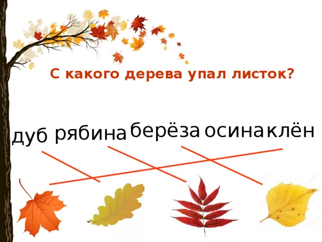 С какого дерева упал листок? осина клён берёза рябина дуб