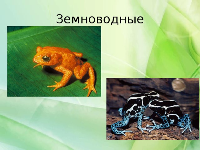 Земноводные