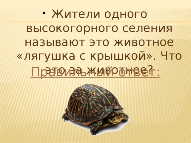 Жители одного высокогорного селения называют это животное «лягушка с крышкой». Что это за животное? Правильный ответ: