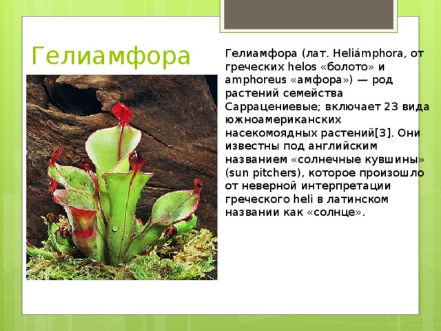 Гелиамфора Гелиамфора (лат. Heliámphora, от греческих helos «болото» и amphoreus «амфора») — род растений семейства Саррацениевые; включает 23 вида южноамериканских насекомоядных растений[3]. Они известны под английским названием «солнечные кувшины» (sun pitchers), которое произошло от неверной интерпретации греческого heli в латинском названии как «солнце».