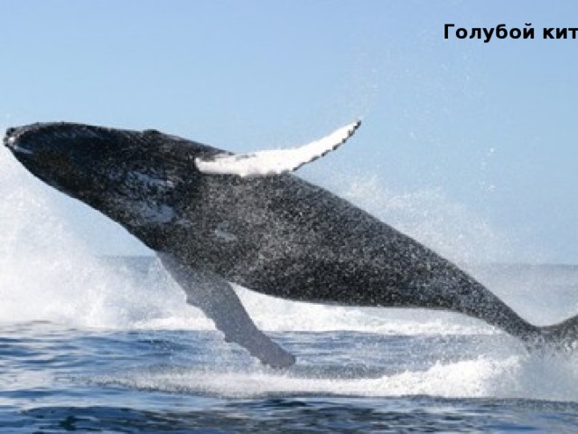 Голубой кит Раффлезия