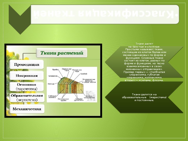 Ткани делят на  простые  и  сложные . Простыми называют ткани, состоящие из клеток более или менее одинаковых по форме и функциям. Сложные ткани состоят из клеток, разных по форме и функциям, но тесно взаимосвязанных в своих жизненных отправлениях. Пример первых — столбчатая хлоренхима, губчатая хлоренхима, колленхима, вторых — ксилема, флоэма. Ткани делятся на образовательные    (меристема) и постоянные.