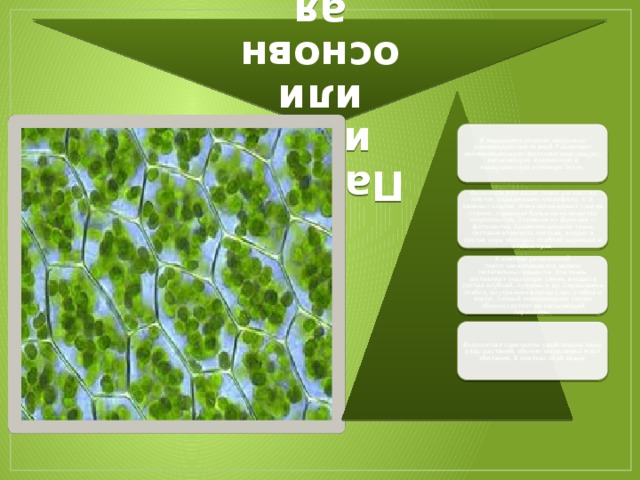 Паренхима, или основная ткань   К паренхиме относят несколько разновидностей тканей. Различают ассимиляционную (фотосинтезирующую), запасающую, водоносную и воздухоносную основную ткань. Фотосинтезирующая ткань  состоит из клеток, содержащих хлорофилл, т. е. зеленых клеток. Эти клетки имеют тонкие стенки, содержат большое количество хлоропластов. Основная их функция — фотосинтез. Ассимиляционная ткань составляет мякоть листьев, входит в состав коры молодых стеблей деревьев и стебли трав. В клетках  запасающей ткани  накапливаются запасы питательных веществ. Эта ткань составляет эндосперм семян, входит в состав клубней, луковиц и др. Сердцевина стебля, внутренние клетки коры стебля и корня, сочный околоплодник также обычно состоят из запасающей паренхимы. Водоносная паренхима  свойственна лишь ряду растений, обычно засушливых мест обитания. В клетках этой ткани