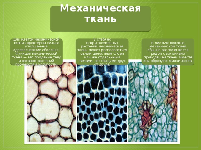 Какой тканью представлены жилки. Механические ткани растений строение и функции. Склереиды колленхима.