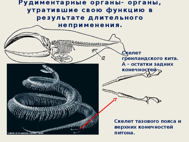 Рудиментарные органы- органы, утратившие свою функцию в результате длительного неприменения. Скелет гренландского кита. А – остатки задних конечностей Скелет тазового пояса и верхних конечностей питона.