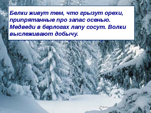 Зима – самое холодное время года. Солнце опускается низко. Устанавливаются короткие дни и длинные ночи. Замерзают почва и водоёмы. Приходят морозы. Земля покрывается снежным покровом. В это время года мы наблюдаем туман, снегопад, лёд, иней, гололёд, изморозь, вьюгу. Зима – трудный период в жизни зимующих животных. Лес засыпало снегом. Деревья все в пушистом снегу, искрящемся в лучах солнца. Но вот животным в зимнем лесу жить нелегко. Непросто добывать из-под снега пропитание, беречь силы. Лисы попрятались в свои тёплые норы. Белки живут тем, что грызут орехи, припрятанные про запас осенью. Медведи в берлогах лапу сосут. Волки выслеживают добычу.