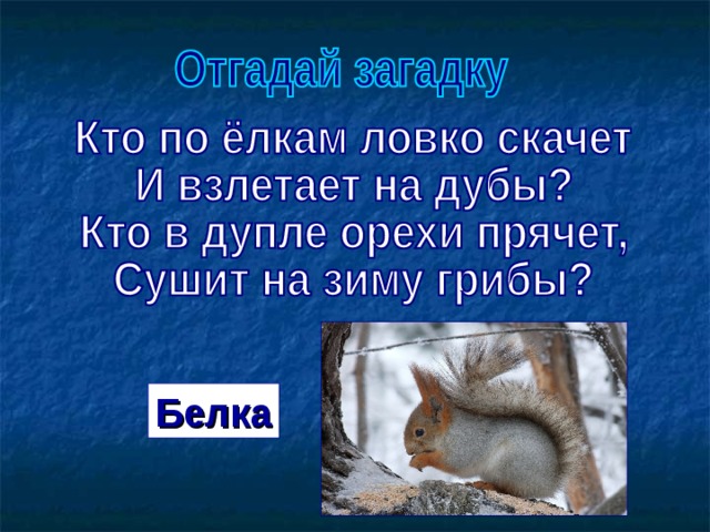 Белка