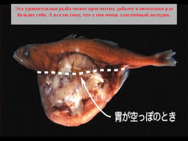 Эта удивительная рыба может проглотить добычу в несколько раз больше себя. А все по тому, что у нее очень эластичный желудок.